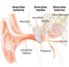orecchio_small